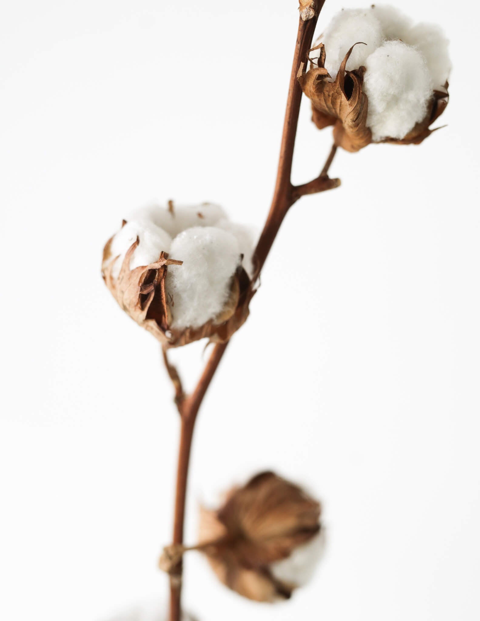 ORGANIC COTTON: Benefits, production and sustainable practices